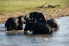 Afrikanischer Elefant (74 von 131).jpg